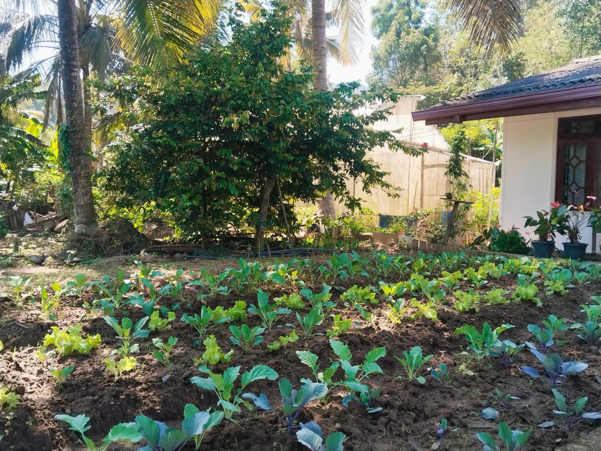 Ella Nature Valley Homestay Exterior photo
